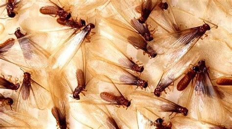 termites  swarming  south ms  dont panic
