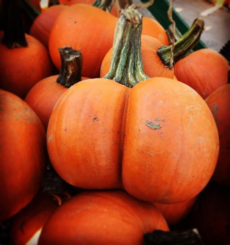 world s greatest gallery of pumpkins that look like butts