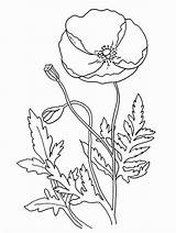 Poppy Coloring Pages Flower Poppies Template Color Flowers Colouring Anzac Printable Drawing Remembrance Simple California Kids Sheets Templates Many Print sketch template