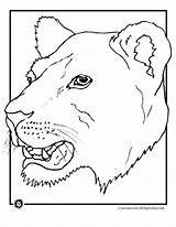 Lioness Animal Coloringhome Lions Feathers Guinea Cub sketch template