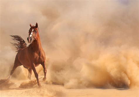 arabian horse running    desert storm valley center western days