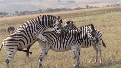 Zebra Sex Mating In The Jungle Youtube