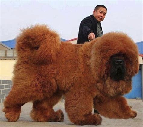mastin tibetano el perro mas caro del mundo