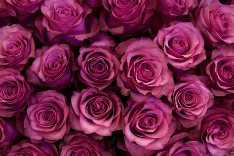 rose color meanings      romantic factsnet