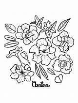 Coloring Pages Azalea Recommended sketch template