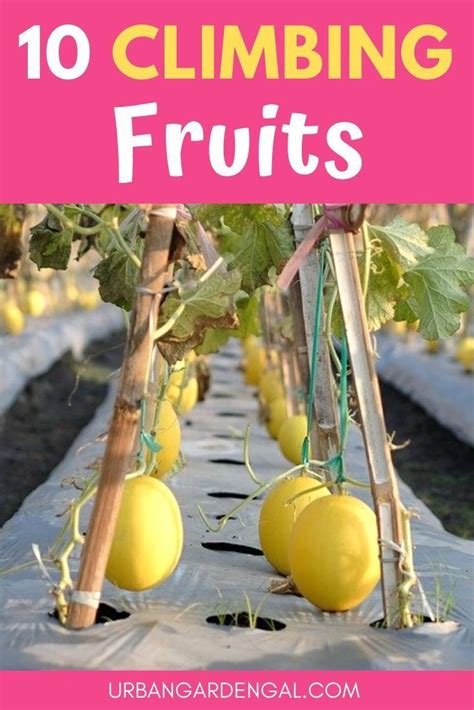 climbing fruits  trellises