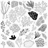 Sea Seagrass Vector Illustrations Drawing Objects Illustration Life Stock Clip sketch template