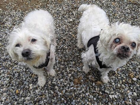 bonded senior dogs   home asap   adopted  returned  shelter pet rescue