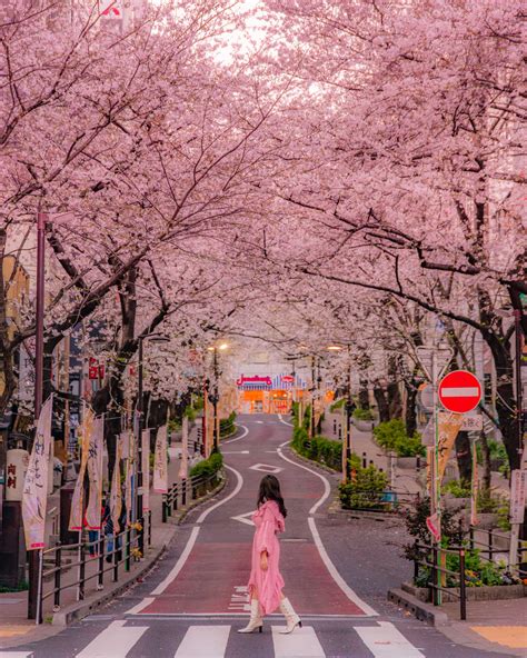 sakura dori street review beautiful cherry blossom street  shibuya