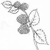 Raspberries Coloring Pages sketch template