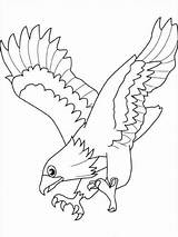 Aquila Aigle Colorat Aguila Pasari Faucon Aquile Oiseaux Falco Coloriages P02 Acquila Planse Poiana Reale Picchiata Stampare Desene Primiiani Colorier sketch template