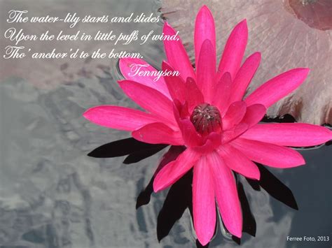 Quotes About Water Lilies Quotesgram