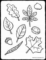 Automne Feuilles Feuille Impressionnant sketch template