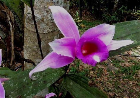 orchids   amazon rainforest  ecuador shiripuno amazon lodge