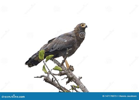 african harrier hawk polyboroides typus stock image image  gambia