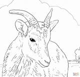 Sheep Coloring Horn Big Bighorn Pages Female Printable Dall Horns Color Drawing Print Find Click Supercoloring Search Drawings Again Bar sketch template