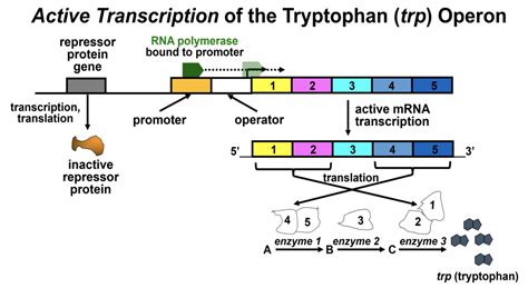 gene regulation  prokaryotes  tryptophan trp operon biology libretexts