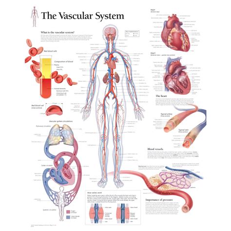 scientific publishing  vascular system chart
