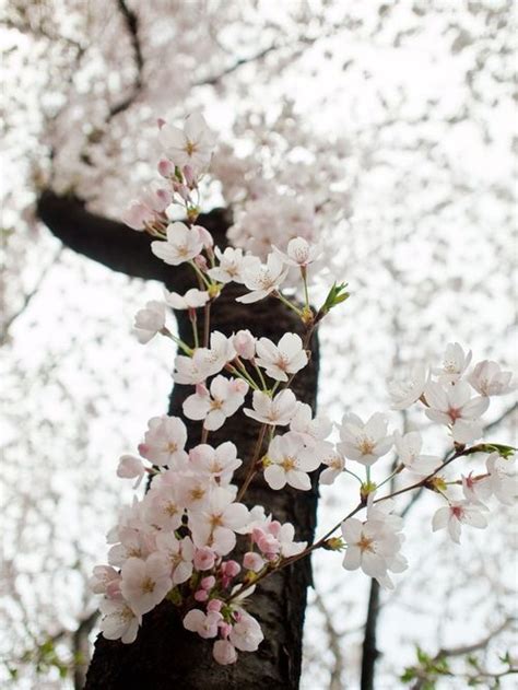 Cherry Blossom Trees On Tumblr
