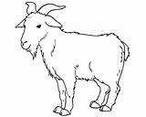 Goat Coloring Pages Goats sketch template
