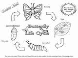 Butterfly Cycle Life Coloring Pages Cycles Science Printable Worksheets Plant Colouring Grade Living Things First Links Caterpillar Butterflies Facts Gif sketch template