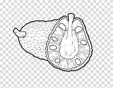 Jackfruit Fruit sketch template