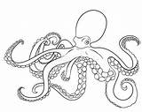Octopus Drawing Coloring Line Pages Doodle Illustration Details High Hand Tattoo Outline Drawings Mollusc Animal Coloriage Oceanic Drawn Kids Getdrawings sketch template
