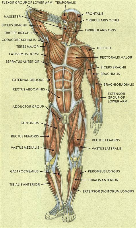 Muscle And Tendon Characteristics Classic Human Anatomy