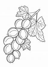 Berries Colorear Grosella Gooseberry Rama Ciruela Coloringtop 4kids sketch template