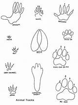 Animal Tracks Coloring Footprint Pages Printable Footprints Prints Animals Clipart Kids Track Paw Print Bobcat Printables Drawing Foot Clip Bear sketch template