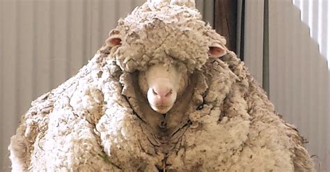 lost australian sheep yields  sweaters worth  fleece