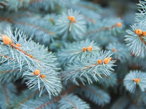 colorado spruce info   grow  colorado blue spruce tree