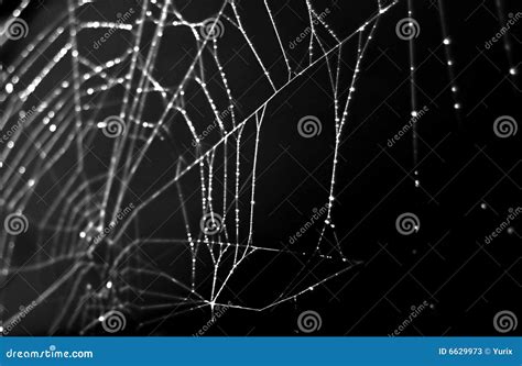 spider web isolated  black stock image image  blur cobweb