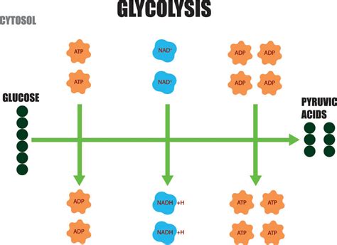 glycolysis  definitive guide biology dictionary