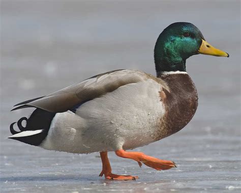 mallard ducks hughism wikia fandom powered  wikia