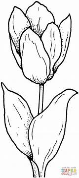 Tulpe Coloriage Tulipe Tulpen Einfache Blumen Ausmalbilder Malvorlagen Tulips Originale Schoene Supercoloring Ausmalbild Kostenlos Ausdrucken sketch template