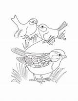 Coloring Birds Pages Different Popular Kids sketch template