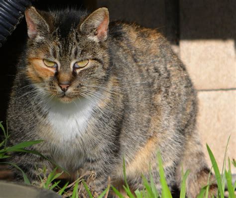 feral life compassion cats  torbie tux feral cat