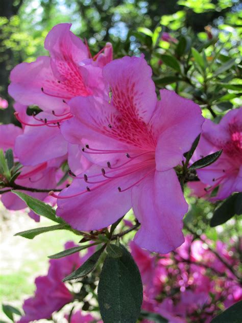 pink flower identification