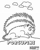 Porcupine Coloring Print Animals Color Printable sketch template