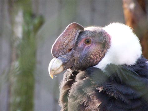 nacional del condor  julio andres ortega profesor usfq apoya conservacion de la