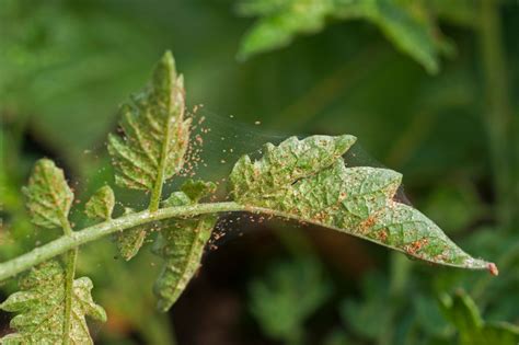 spider mites  whiteflies wreak havoc  tomatoes heres   prevent  orange county