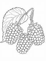 Blackberry Coloring Fruit Berry Pages Delicious Color Fruits Printable Supercoloring Categories sketch template