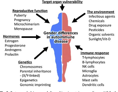 Figure 2 From Gender Differences In Autoimmune Disease