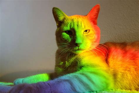 colorful cat wallpapers top  colorful cat backgrounds