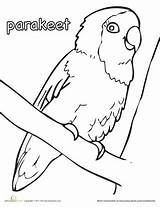 Parakeet Parakeets sketch template