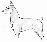 Doberman Coloring Pages Pinscher Amazing Getdrawings Getcolorings sketch template