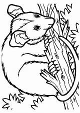 Possum Coloring Pages Animals Color Magic Printable Opossum Kids Australian Animal Colouring Coloringpagesforadult Wood Book Clipart Print Categories Books Sheets sketch template