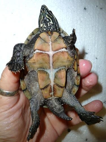 Sexing Musk Turtles Reptile Forums
