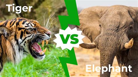 tiger  elephant   win   fight imp world